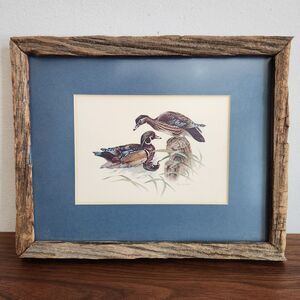 Don Whitlatch Wood Duck Aix Sponsa Print Rustic Wood Frame Waterfowl